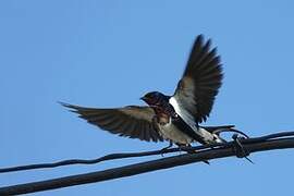 Barn Swallow