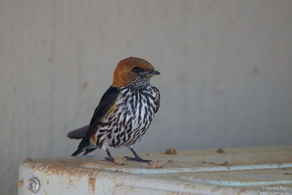 Lesser Striped Swallow