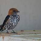 Hirondelle striée