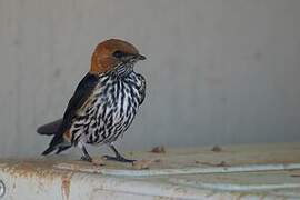 Lesser Striped Swallow