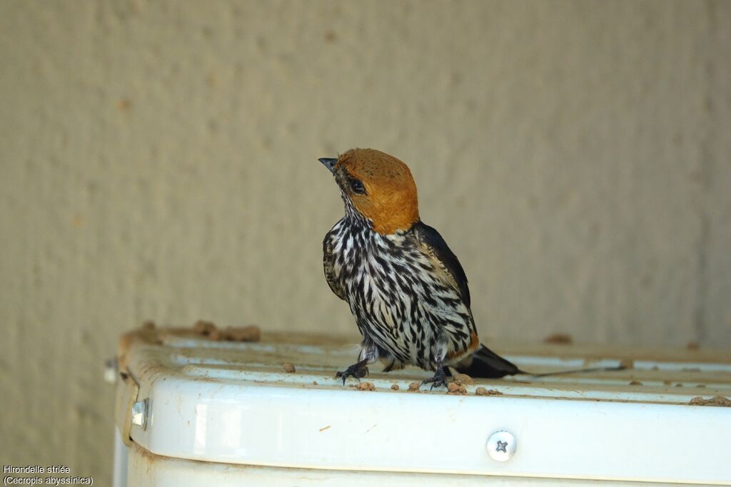 Lesser Striped Swallow