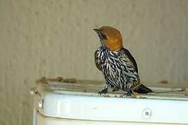 Lesser Striped Swallow