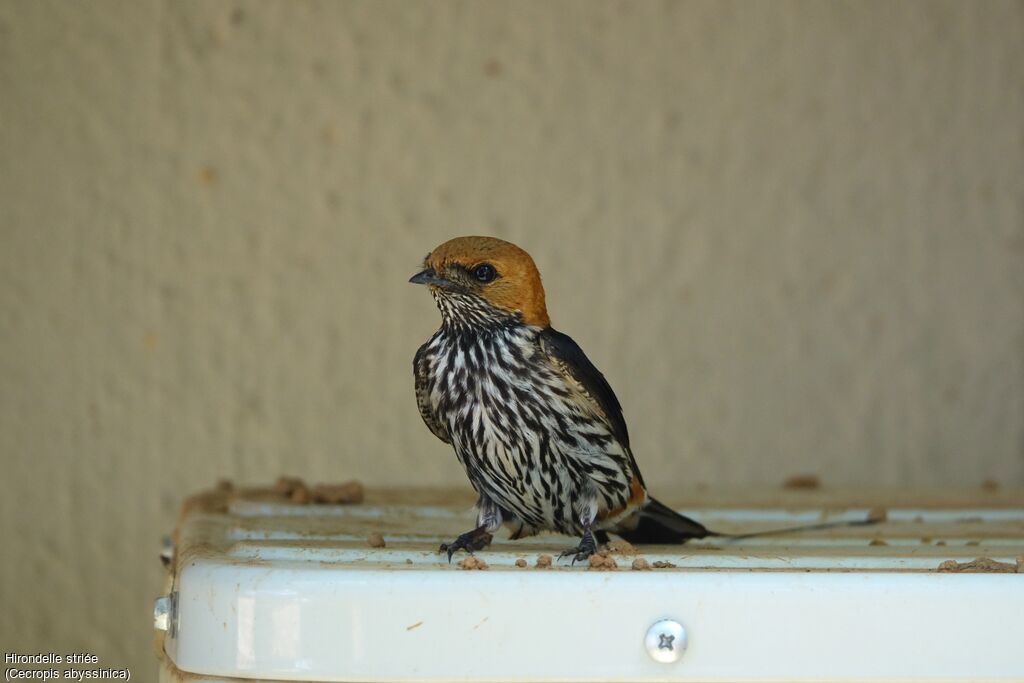 Lesser Striped Swallow