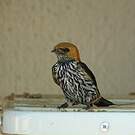 Hirondelle striée