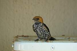 Lesser Striped Swallow