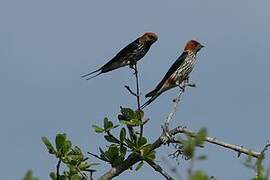 Lesser Striped Swallow