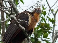 Hoatzin