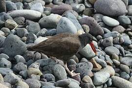 Blackish Oystercatcher