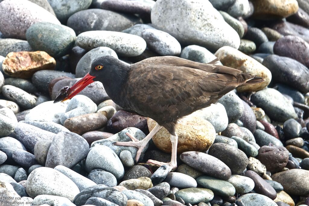 Blackish Oystercatcher