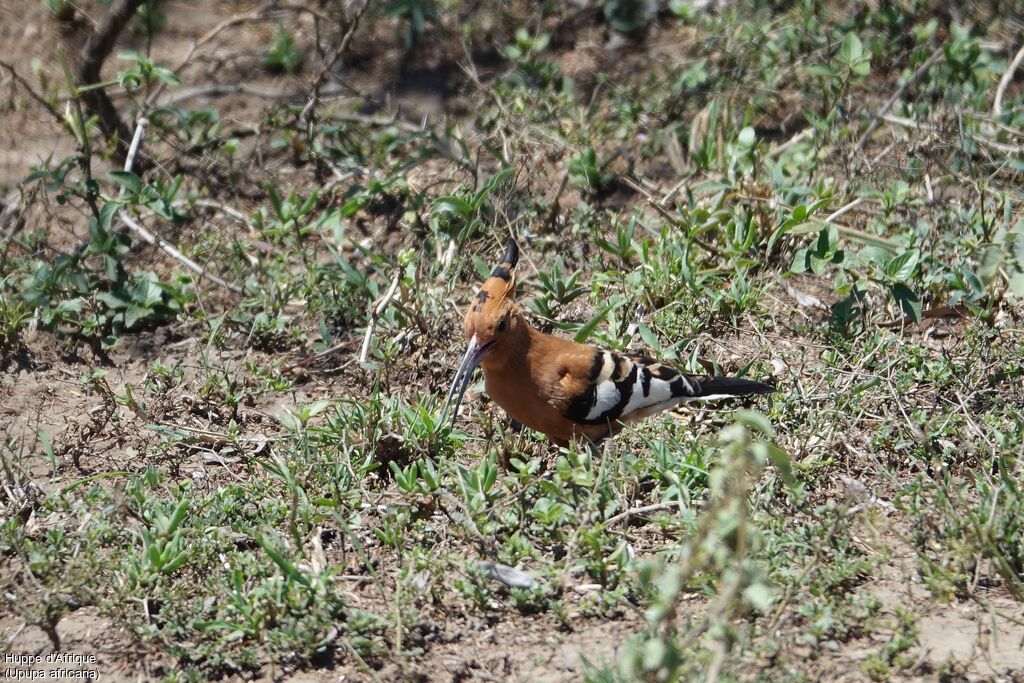 African Hoopoe