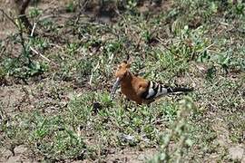 African Hoopoe