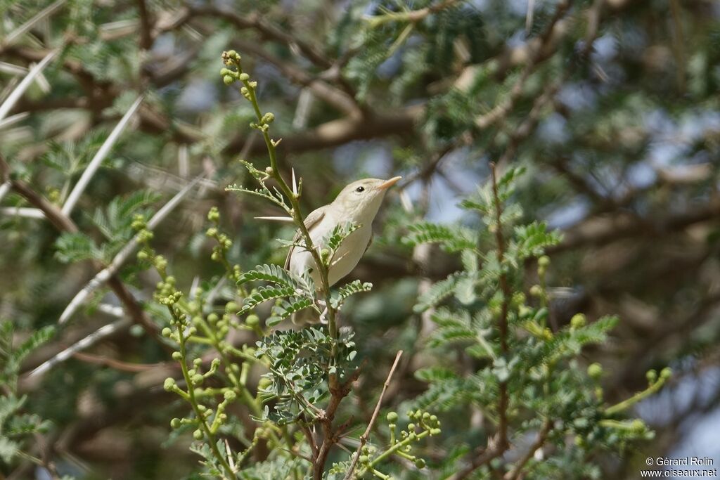 Eastern Olivaceous Warbler