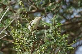 Eastern Olivaceous Warbler