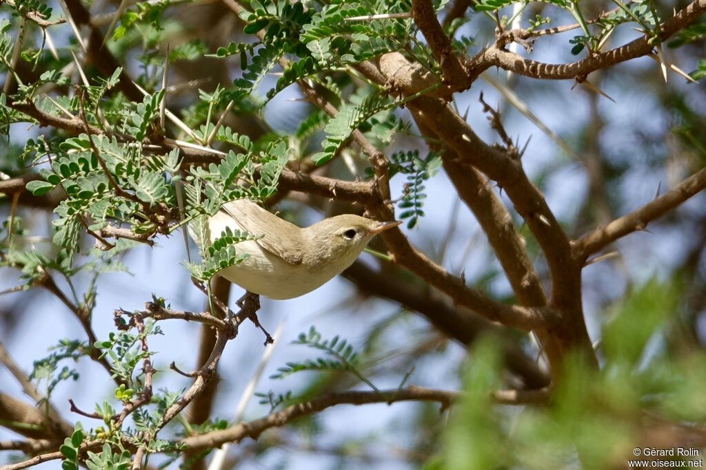 Eastern Olivaceous Warbler