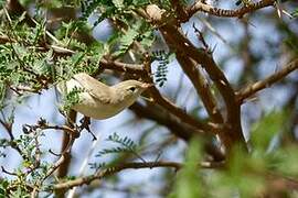 Eastern Olivaceous Warbler