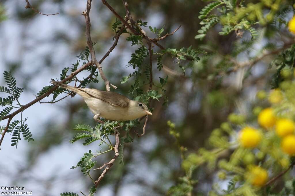 Hypolaïs pâleadulte, habitat, pêche/chasse