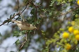 Eastern Olivaceous Warbler