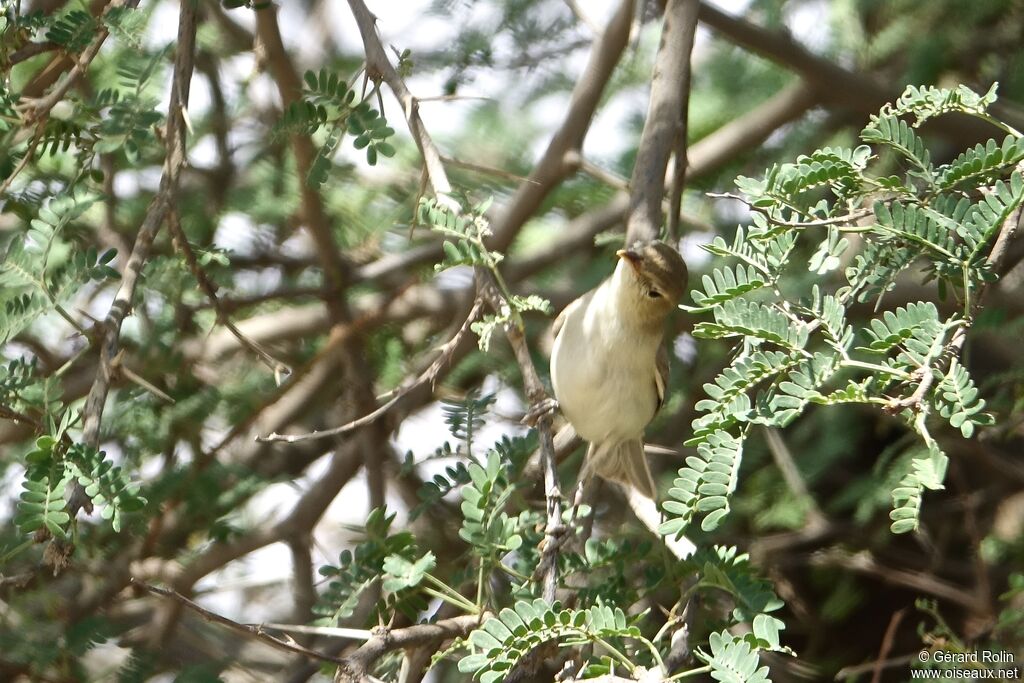 Eastern Olivaceous Warbler