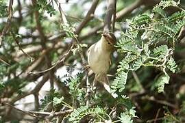 Eastern Olivaceous Warbler