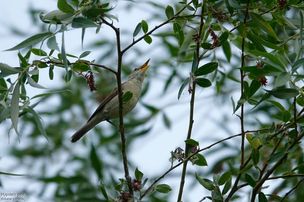 Eastern Olivaceous Warbler