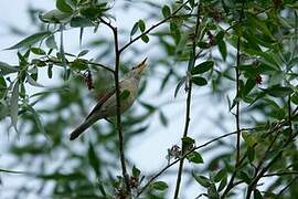 Eastern Olivaceous Warbler