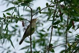 Eastern Olivaceous Warbler