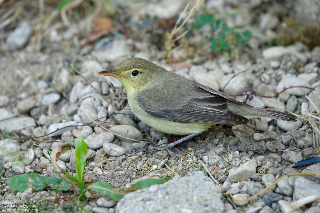 Melodious Warbler