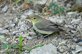 Melodious Warbler