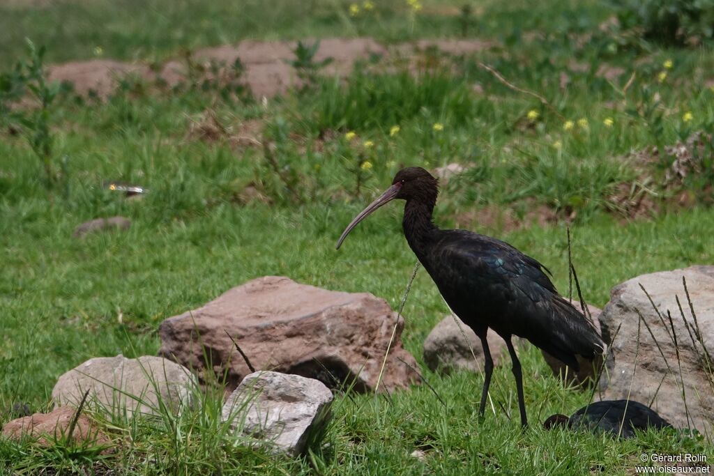 Ibis de Ridgway