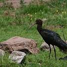 Ibis de Ridgway