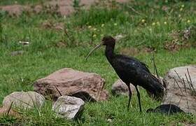 Puna Ibis