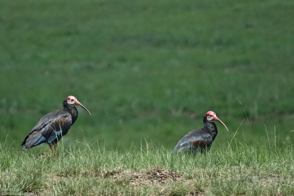 Southern Bald Ibis