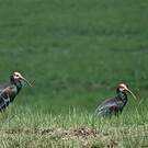 Ibis du Cap