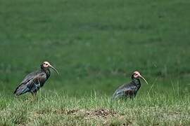 Southern Bald Ibis