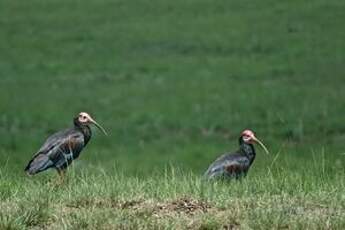 Ibis du Cap