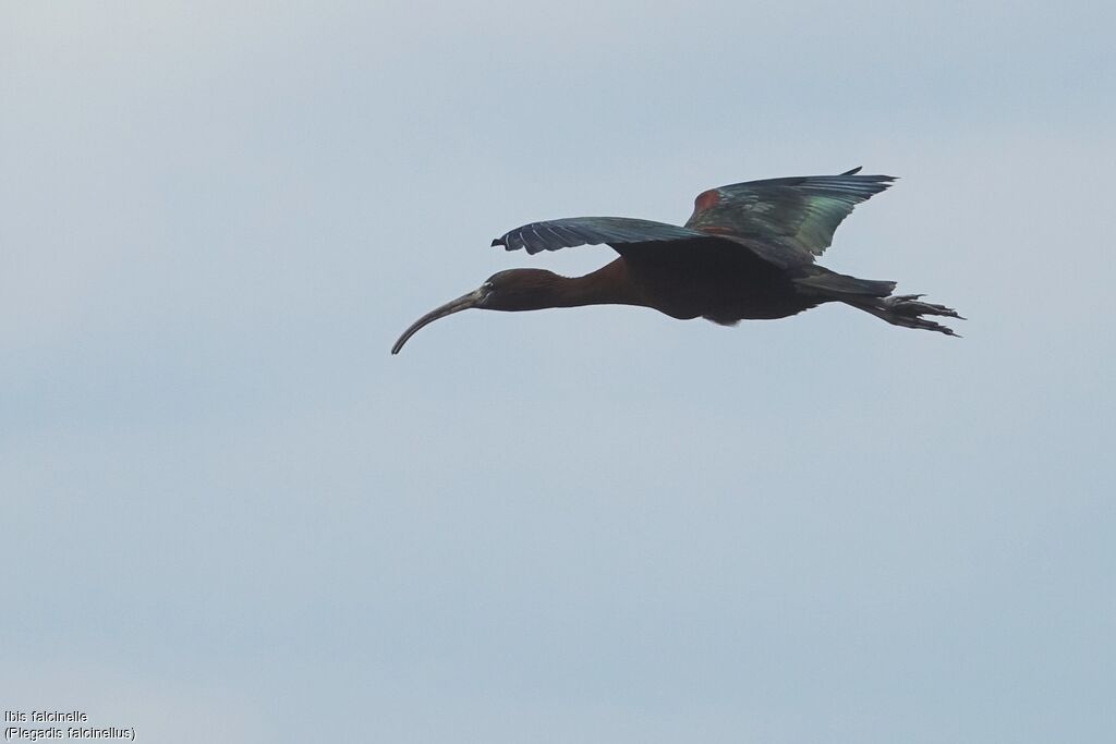 Glossy Ibis