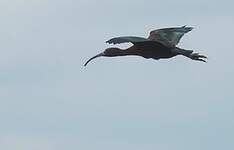 Ibis falcinelle