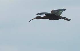 Glossy Ibis