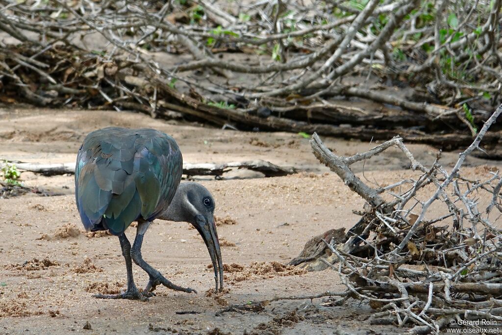 Hadada Ibis