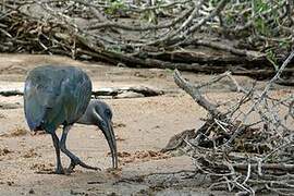 Hadada Ibis