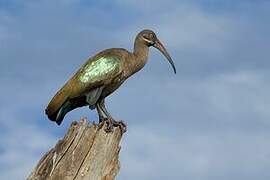 Hadada Ibis