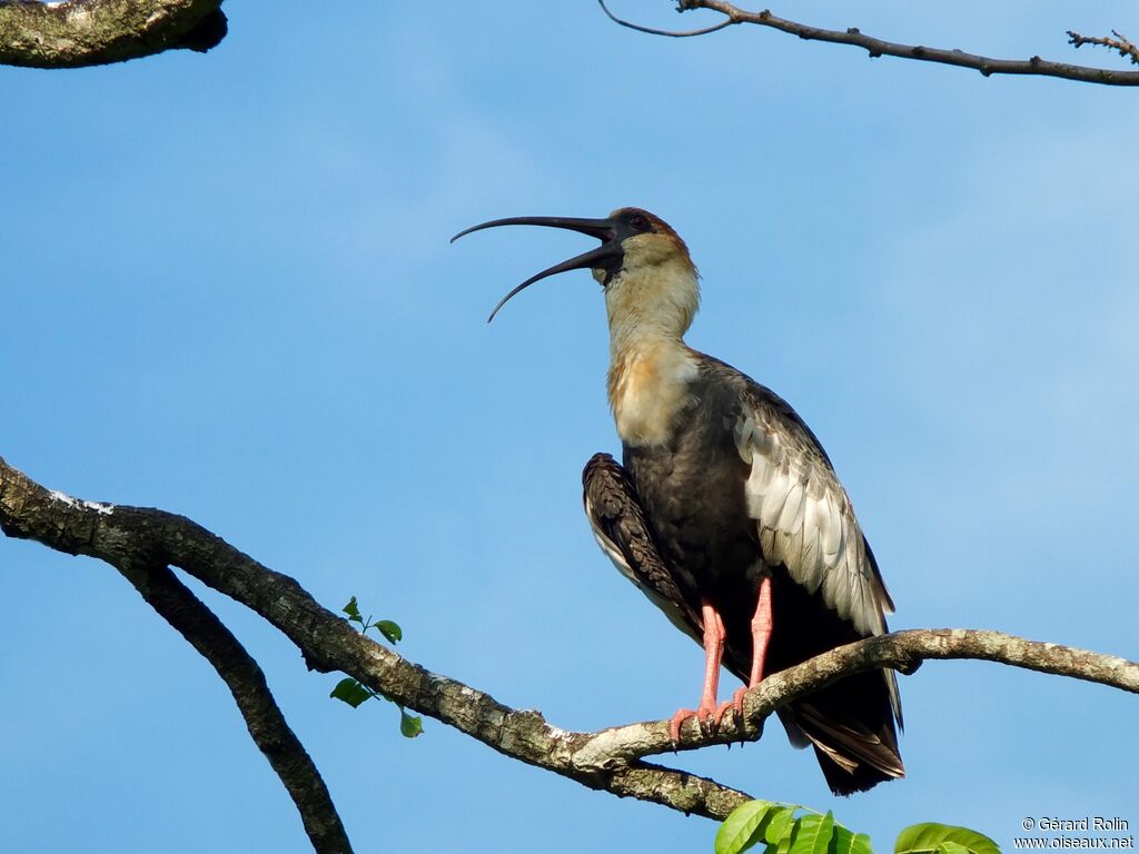 Buff-necked Ibis