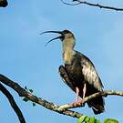 Ibis mandore