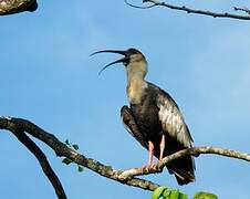 Buff-necked Ibis