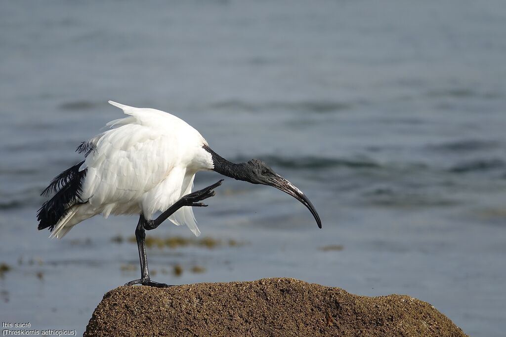 African Sacred Ibis