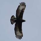 Aigle huppard