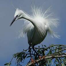 Aigrette garzette