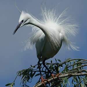 Aigrette garzette