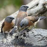 Capucin à tête grise