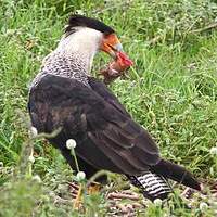 Caracara du Nord